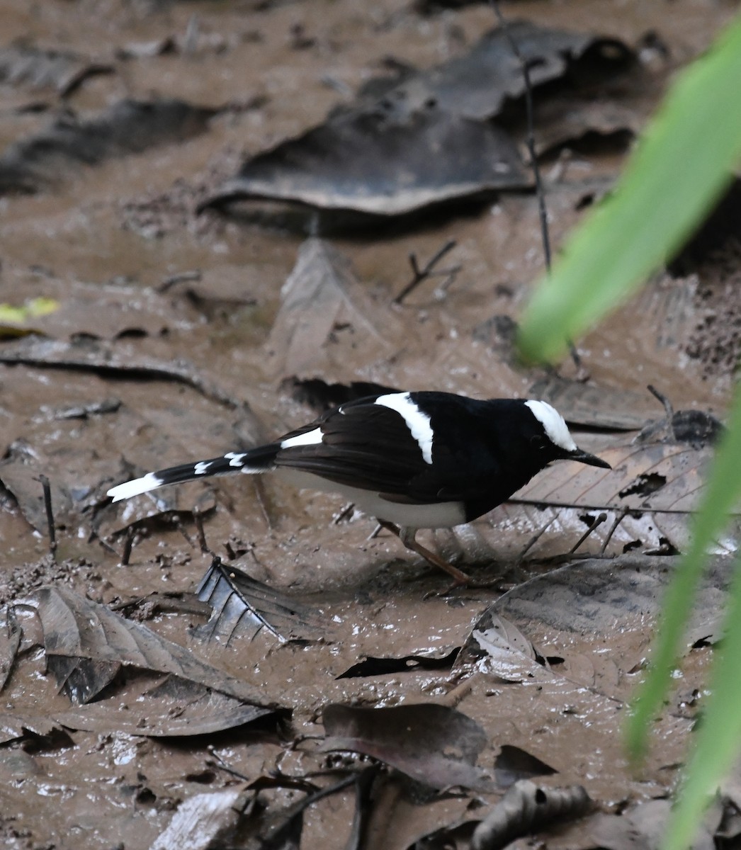 White-crowned Forktail - ML639965557