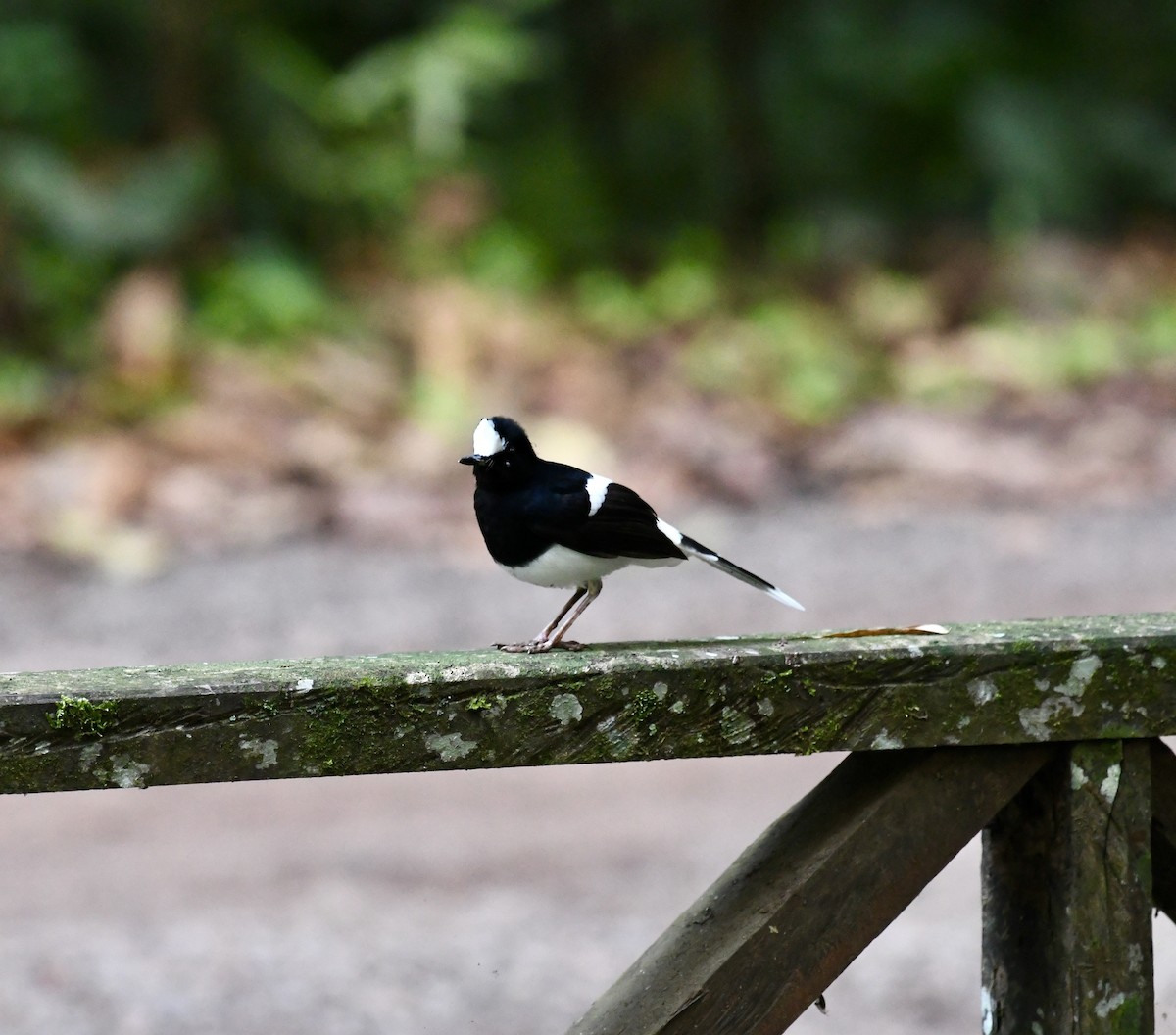 White-crowned Forktail - ML639965558