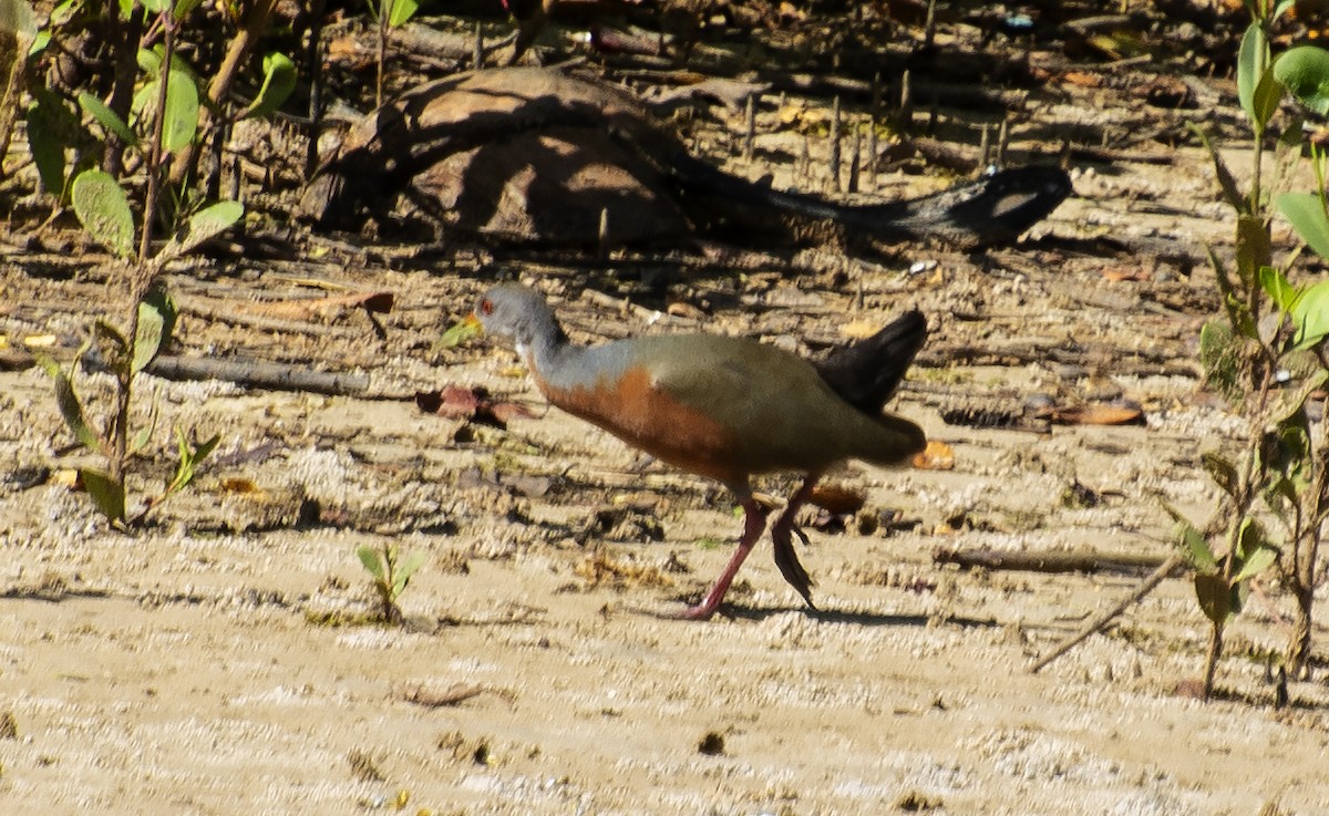 Little Wood-Rail - ML639965612