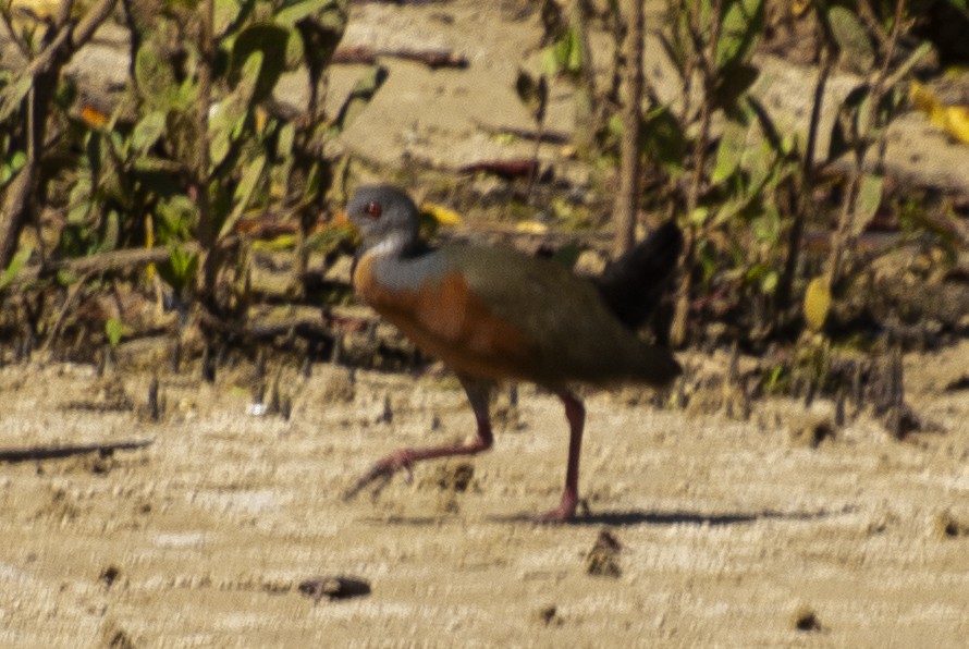Little Wood-Rail - ML639965613