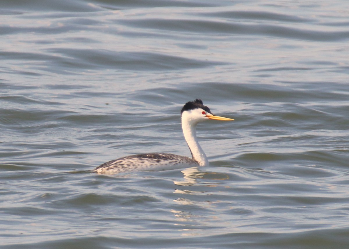 Clark's Grebe - ML639965685