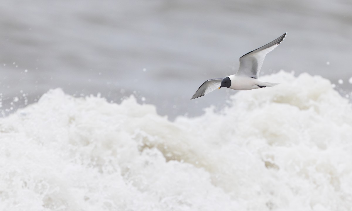 クビワカモメ - ML639965701