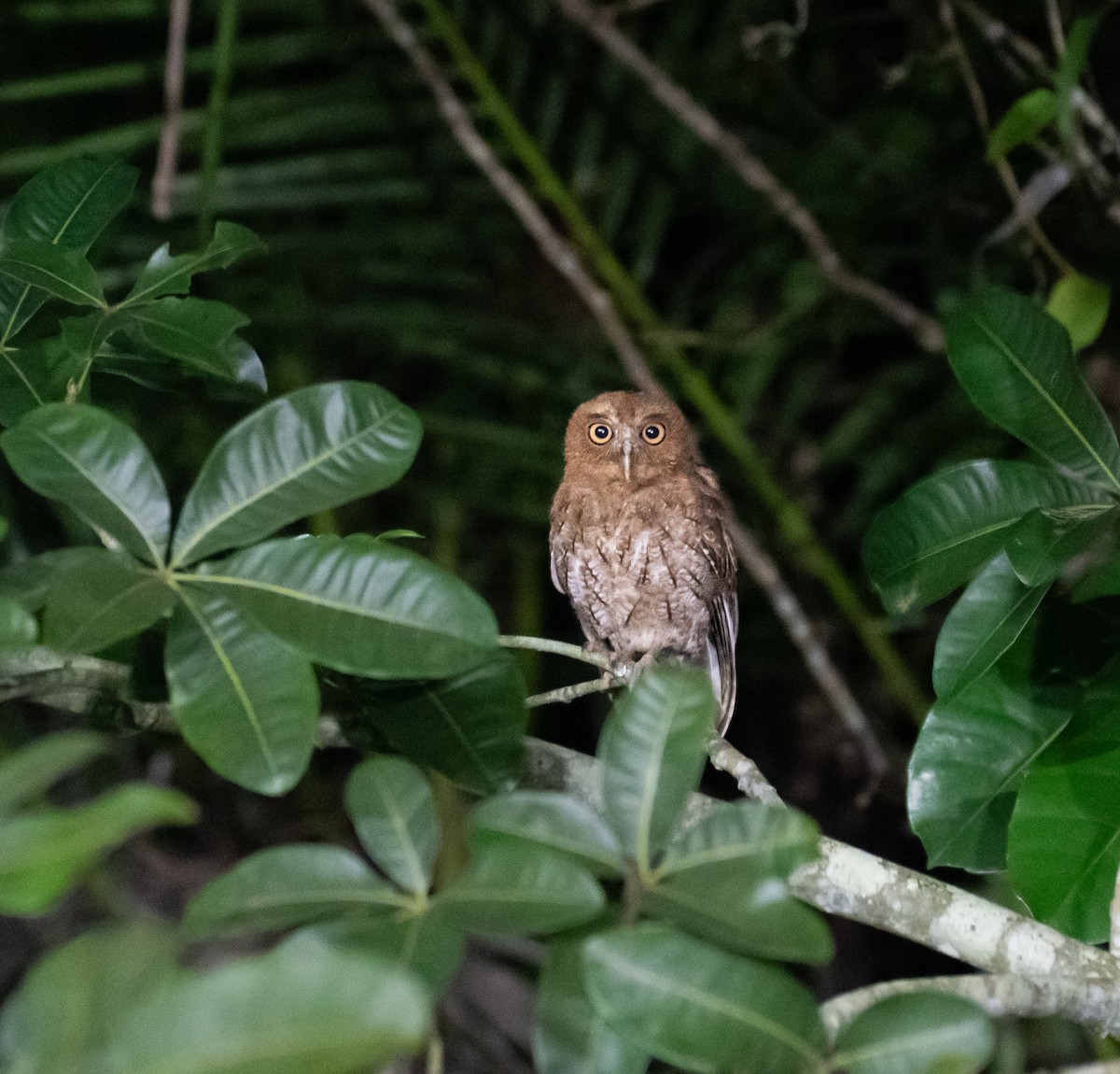 Puerto Rican Owl - ML639965714
