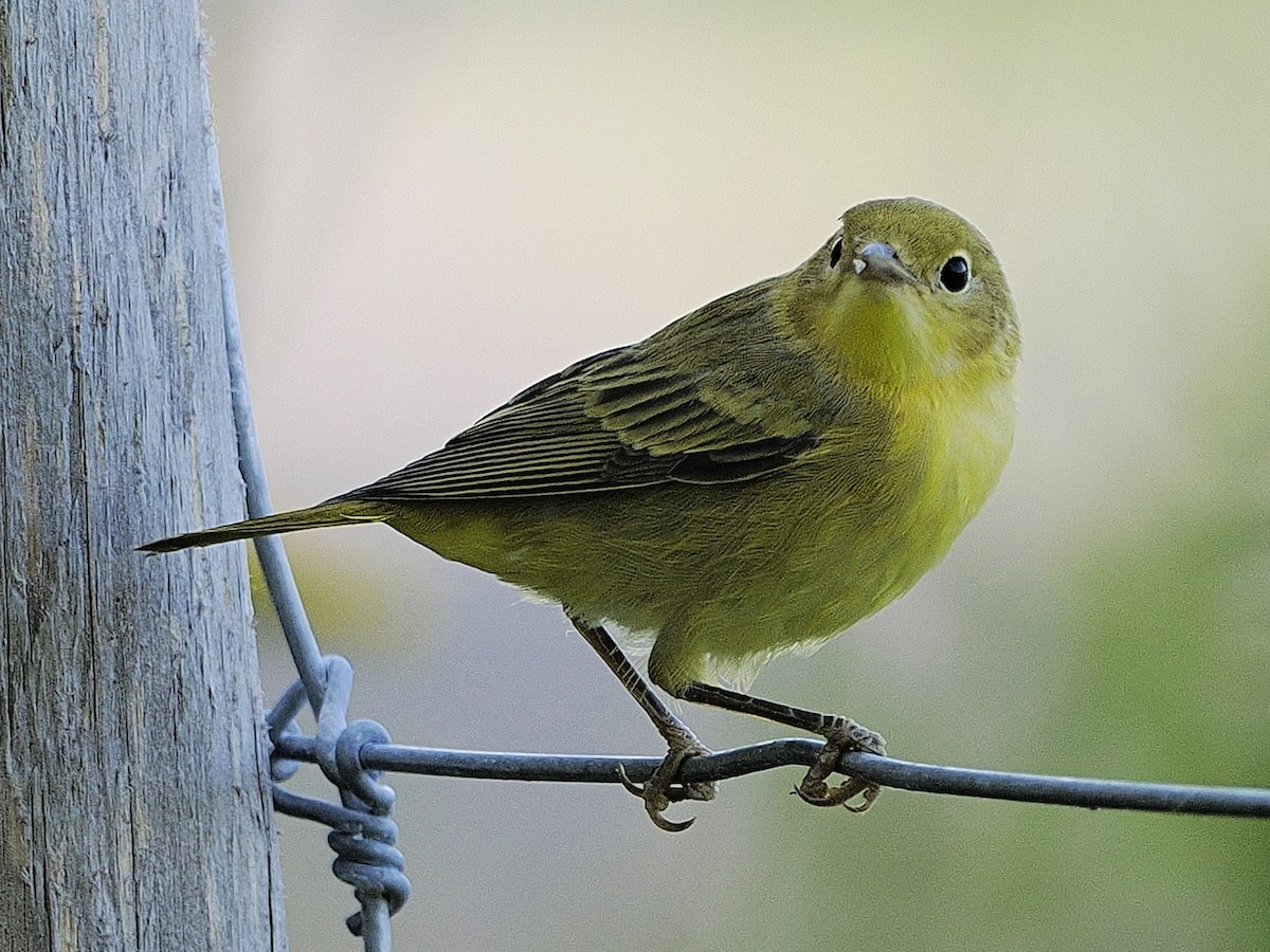 Yellow Warbler - ML639965737