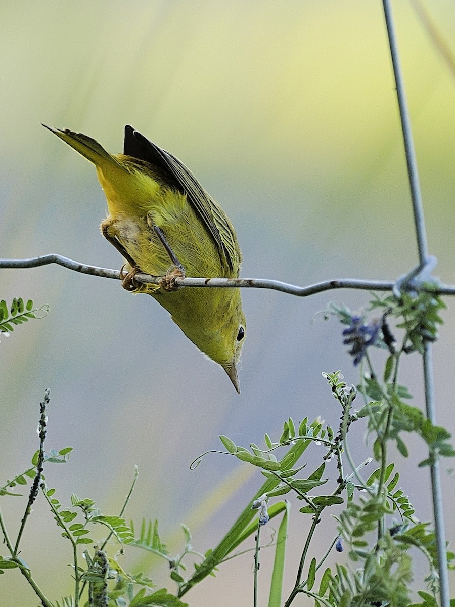 Yellow Warbler - ML639965738