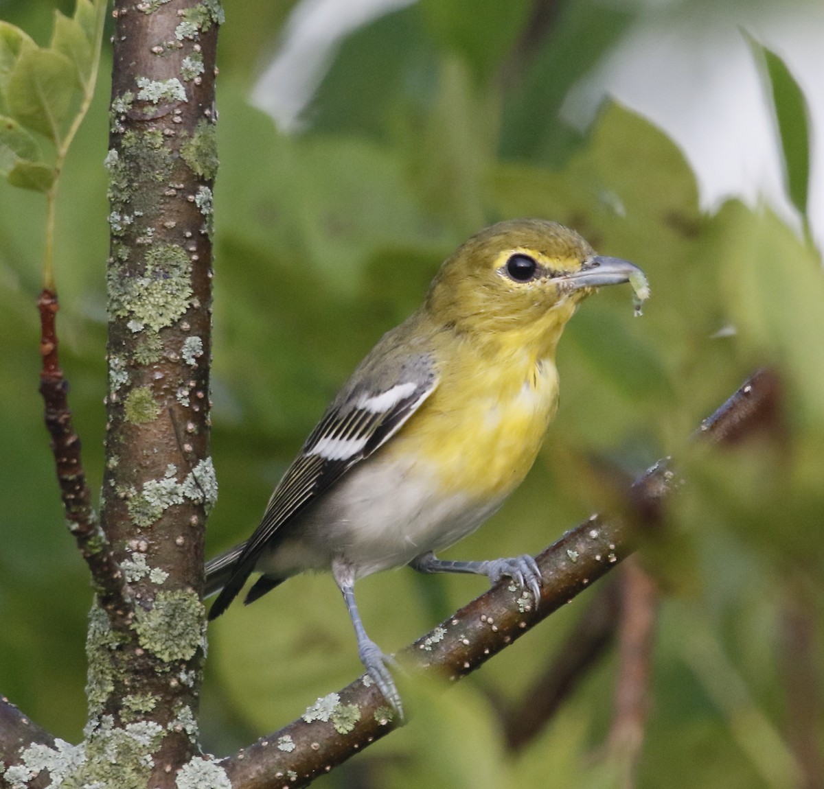 Yellow-throated Vireo - ML639965809