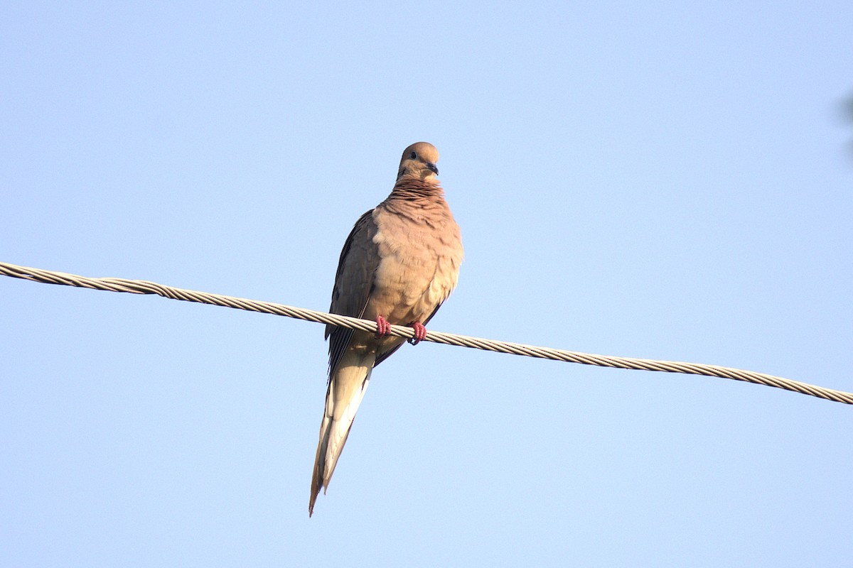 Mourning Dove - ML639965909
