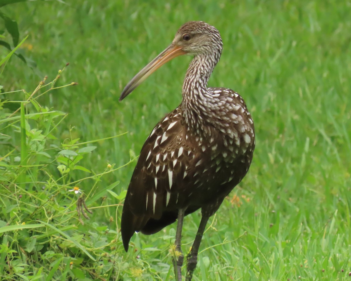Limpkin - ML639965910