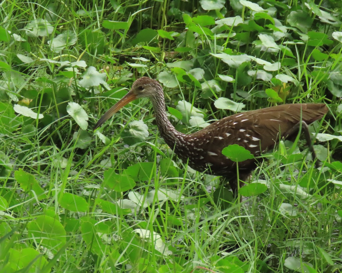 Limpkin - ML639965913