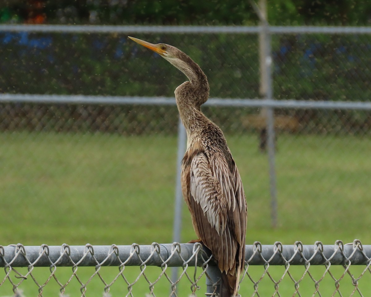 Anhinga - ML639965924