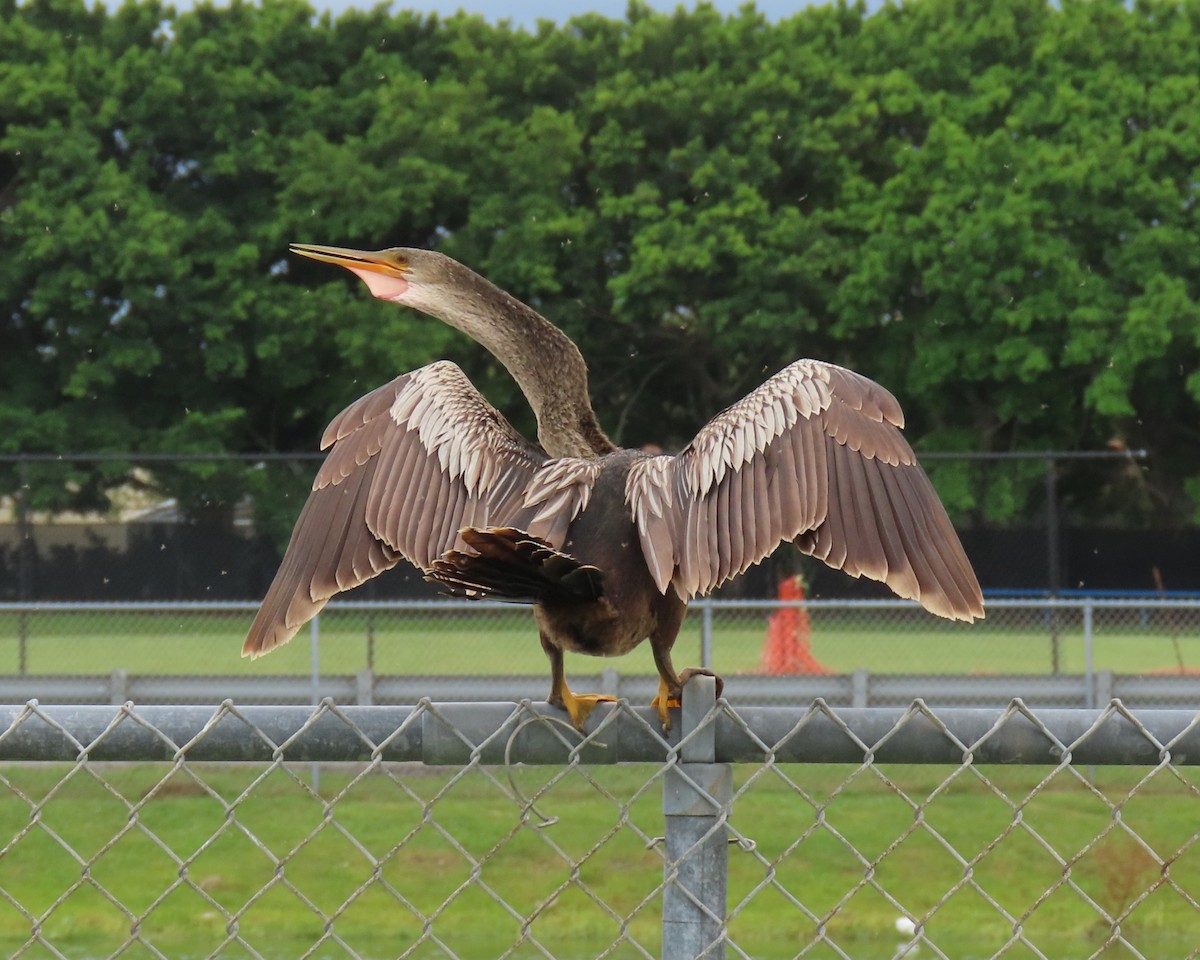 Anhinga - ML639965928