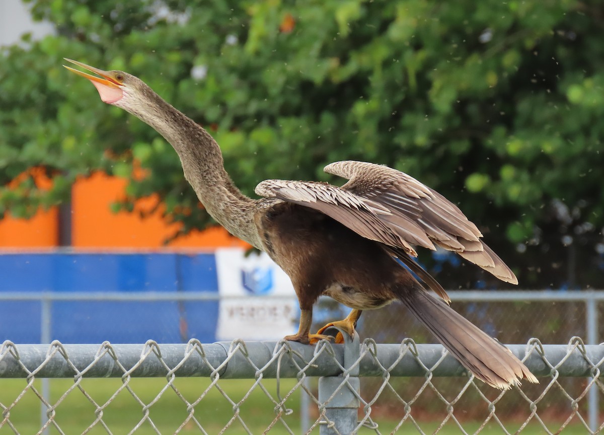 Anhinga - ML639965929