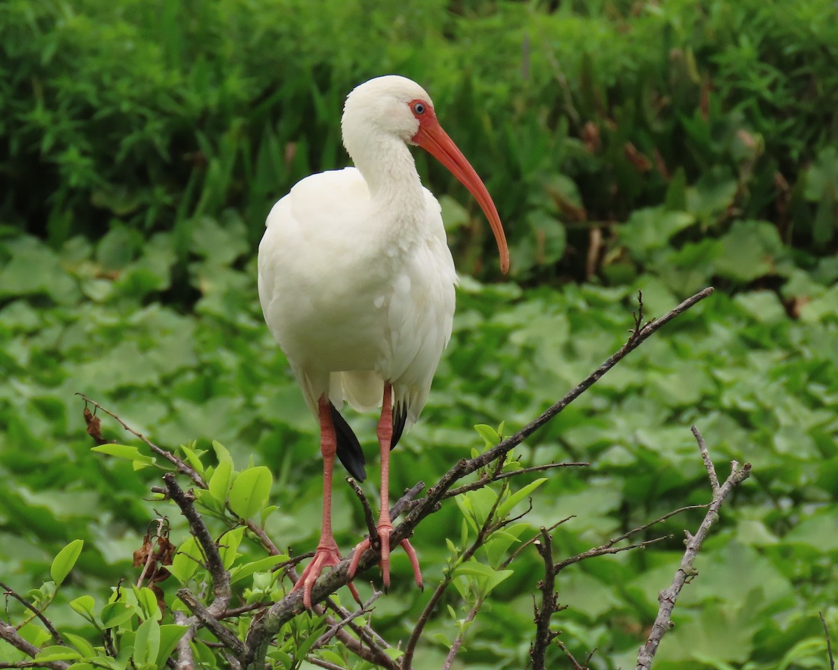 White Ibis - ML639965943