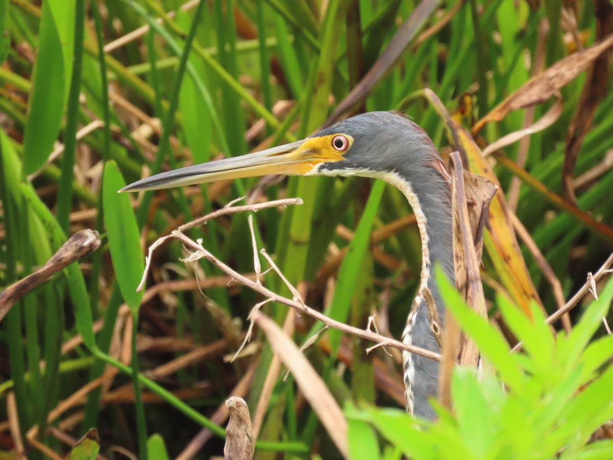 Tricolored Heron - ML639965959