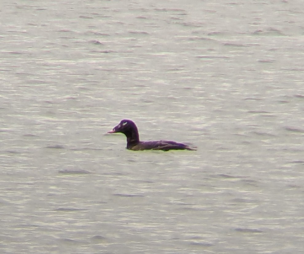 White-winged Scoter - ML639965963