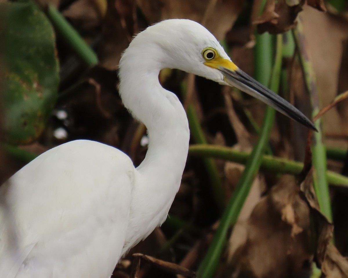 Snowy Egret - ML639965968
