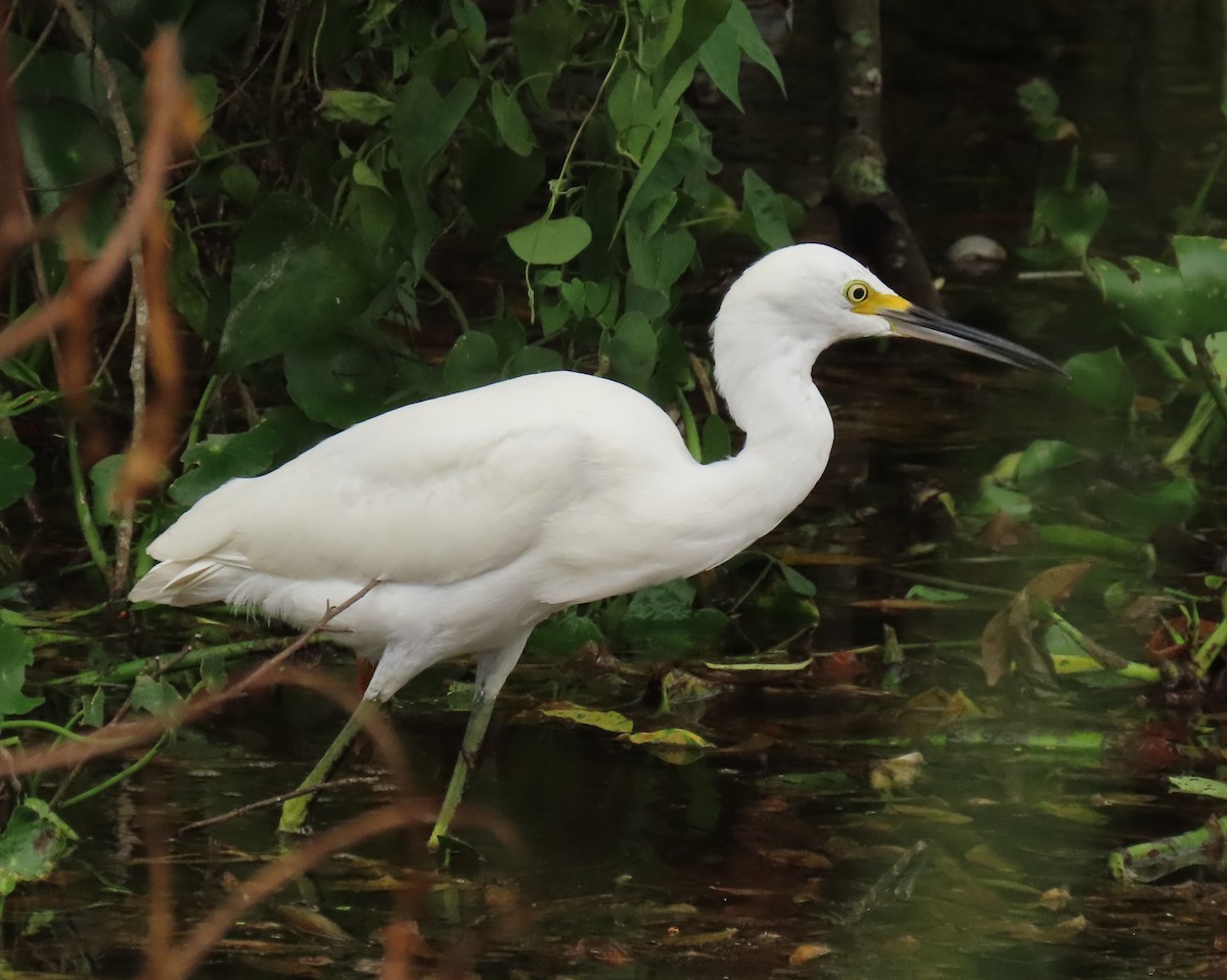 Snowy Egret - ML639965969