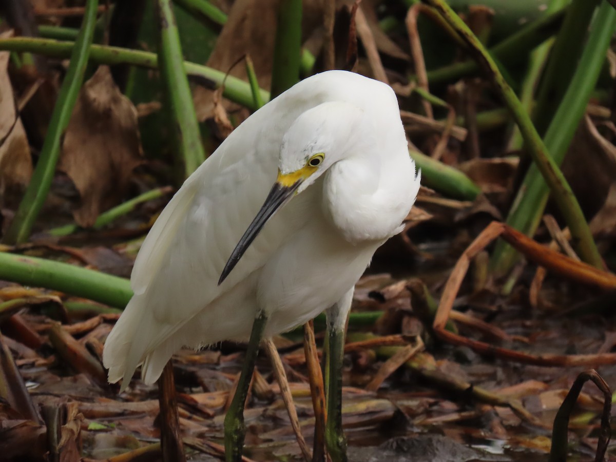 Snowy Egret - ML639965970