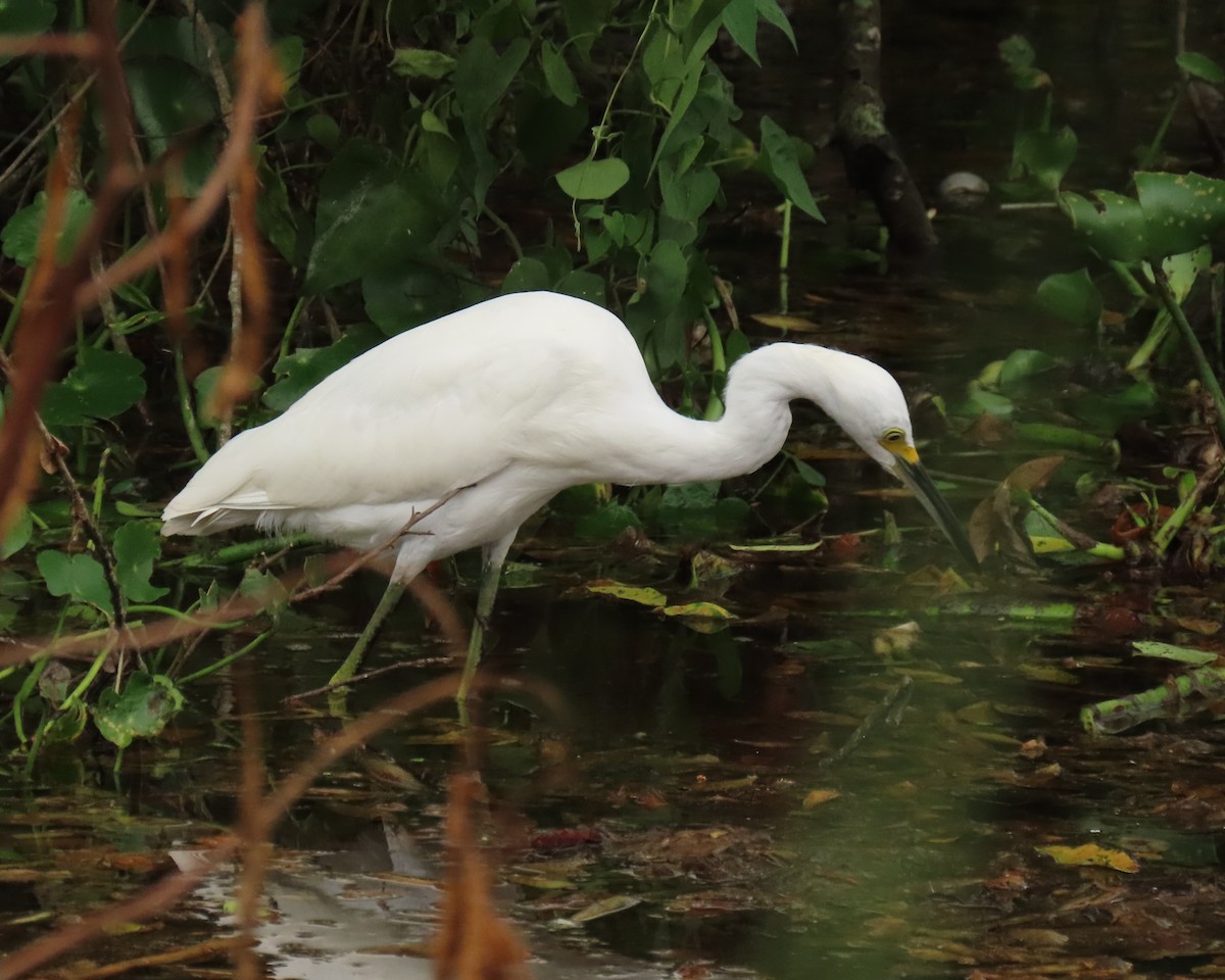 Snowy Egret - ML639965971