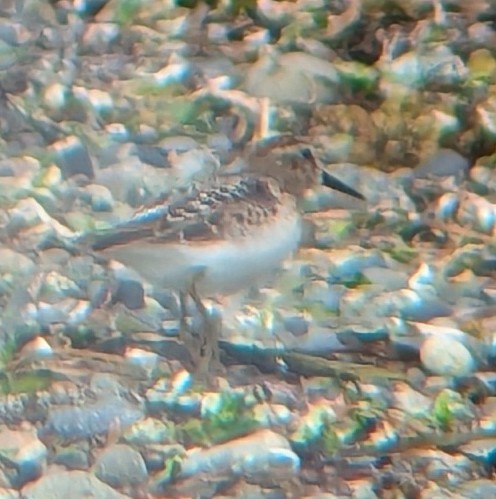 Least Sandpiper - ML639965974