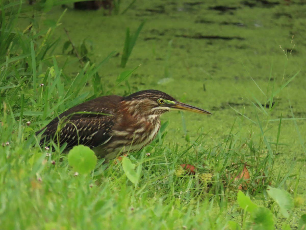 Green Heron - ML639965975