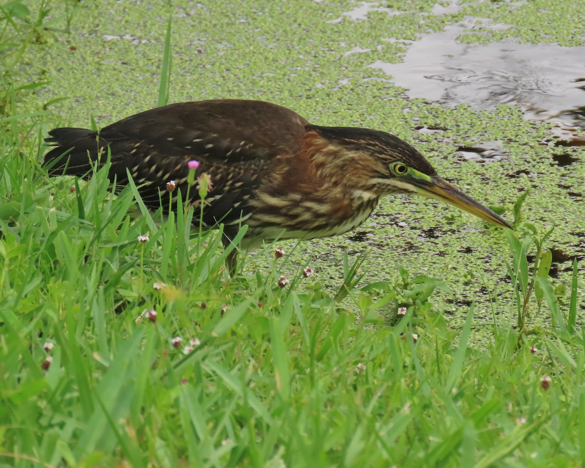 Green Heron - ML639965976