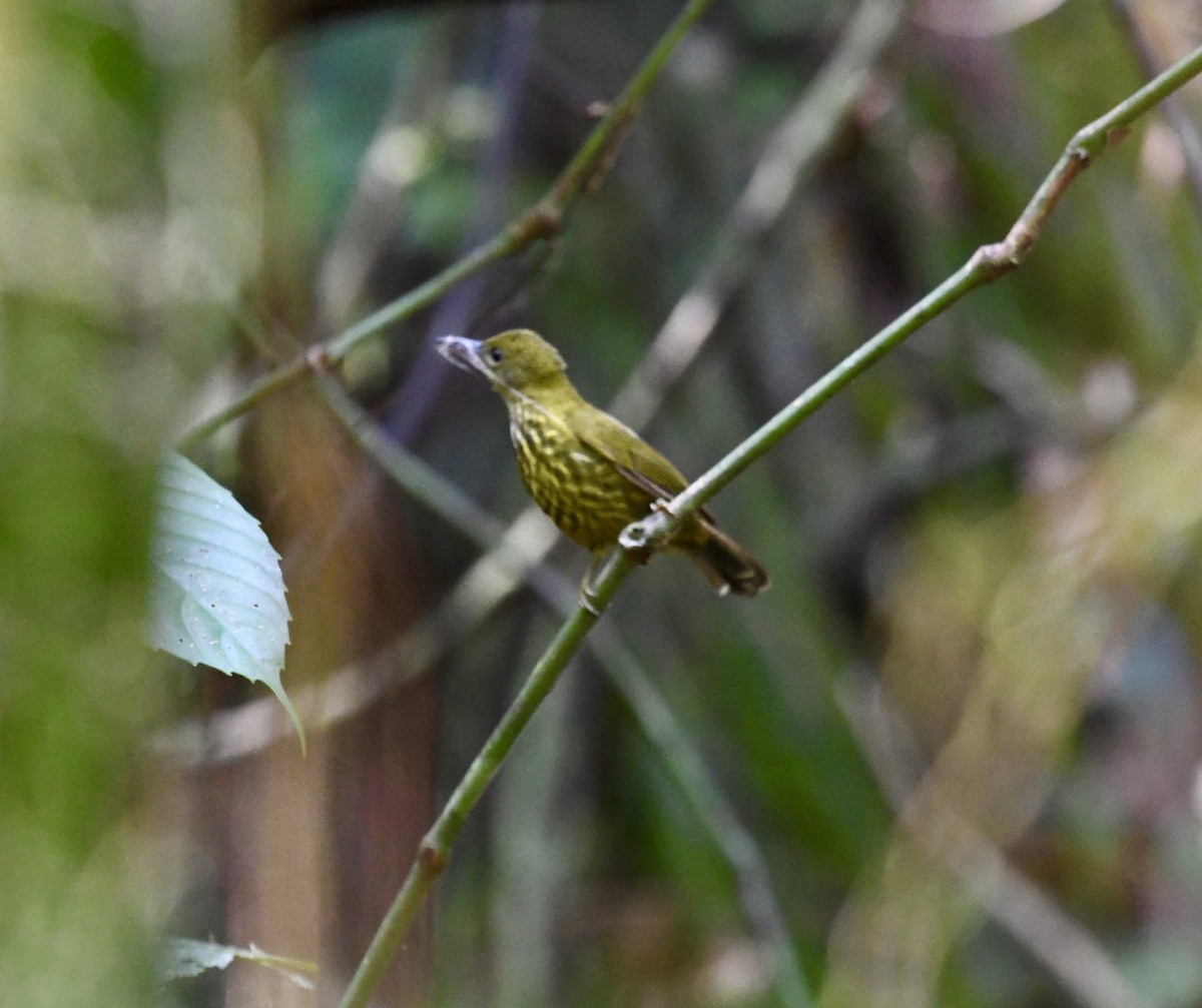 Purple-naped Spiderhunter - ML639965979