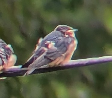 Barn Swallow - ML639965980