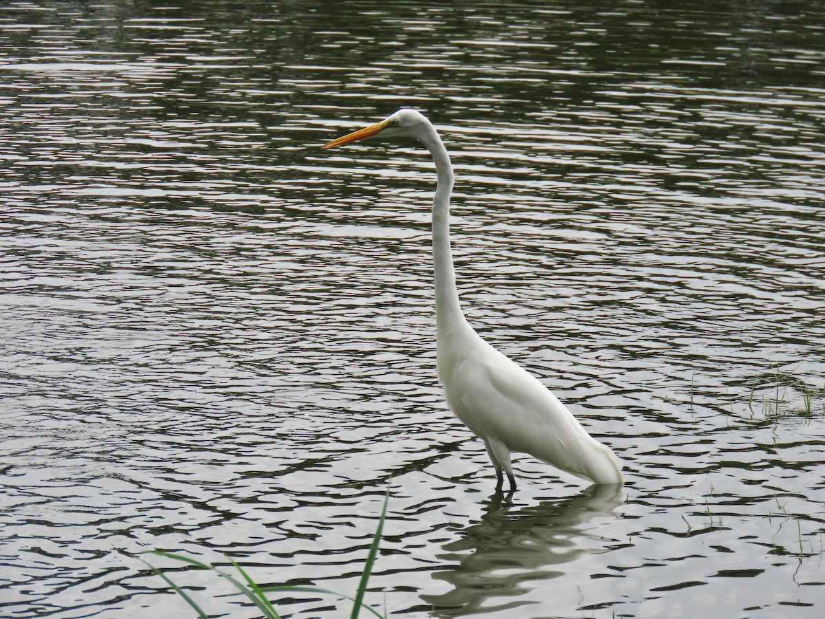 Great Egret - ML639965983