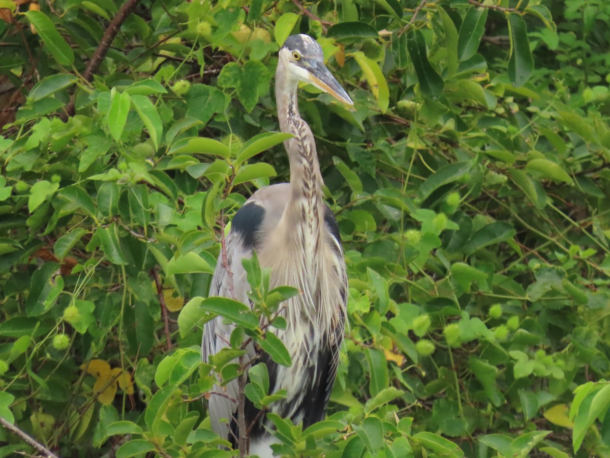 Great Blue Heron - ML639965985