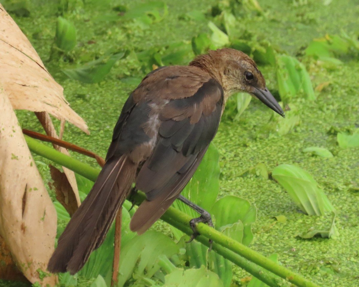 Boat-tailed Grackle - ML639965989