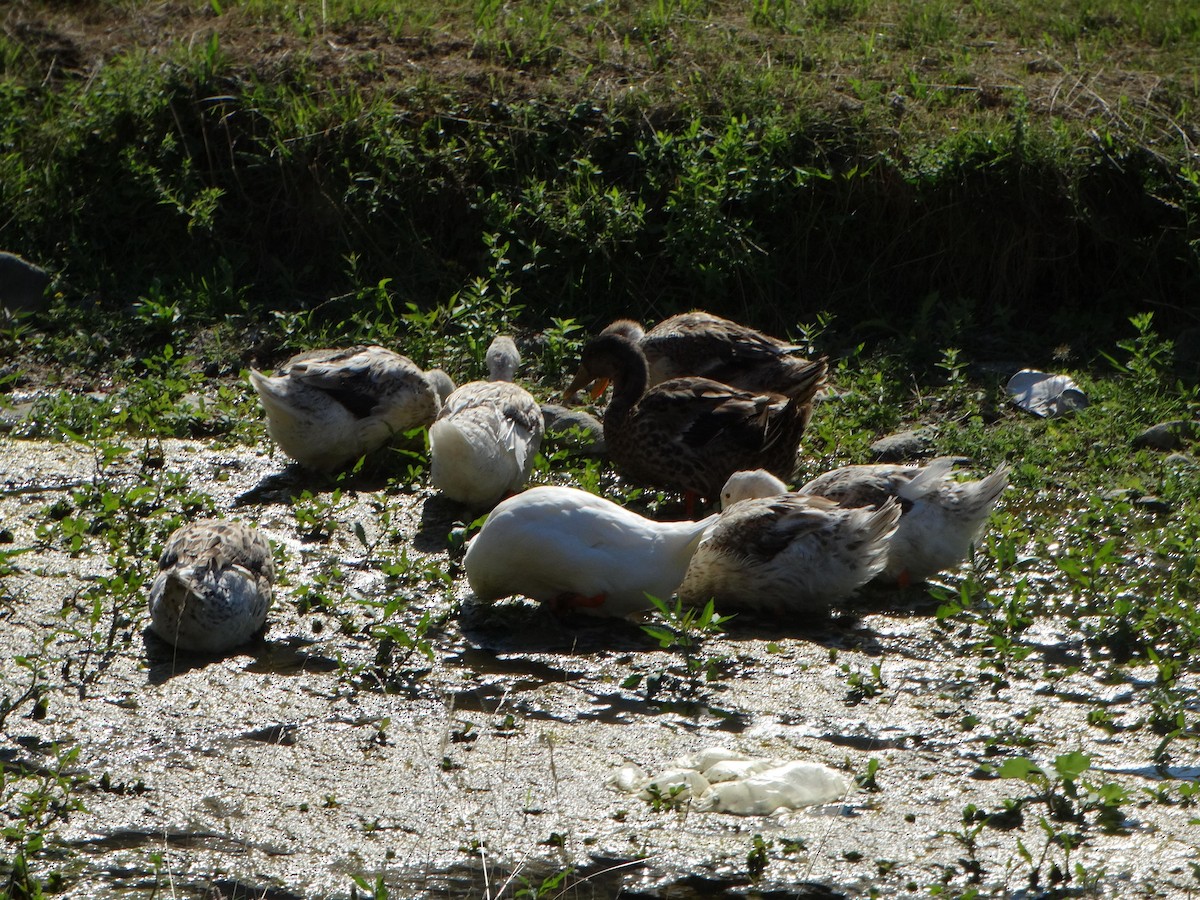Mallard (Domestic type) - ML639966005
