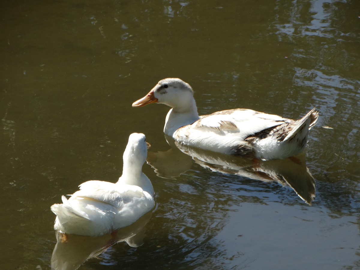 Mallard (Domestic type) - ML639966006