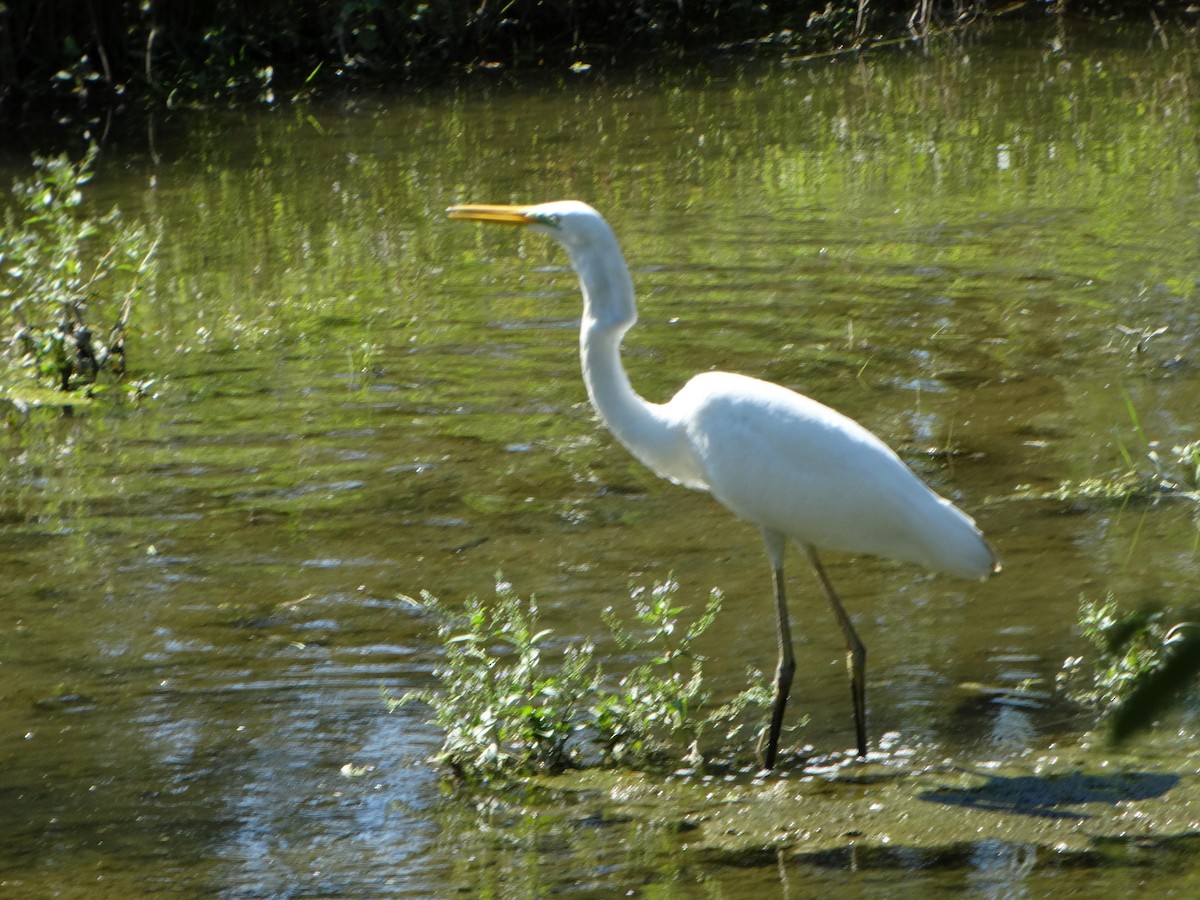 Great Egret - ML639966032