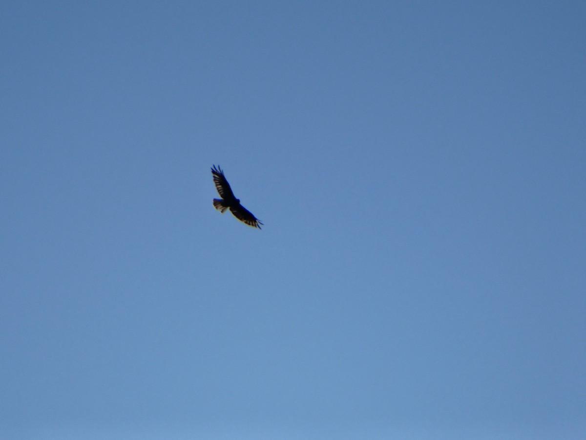 Common Buzzard - ML639966055