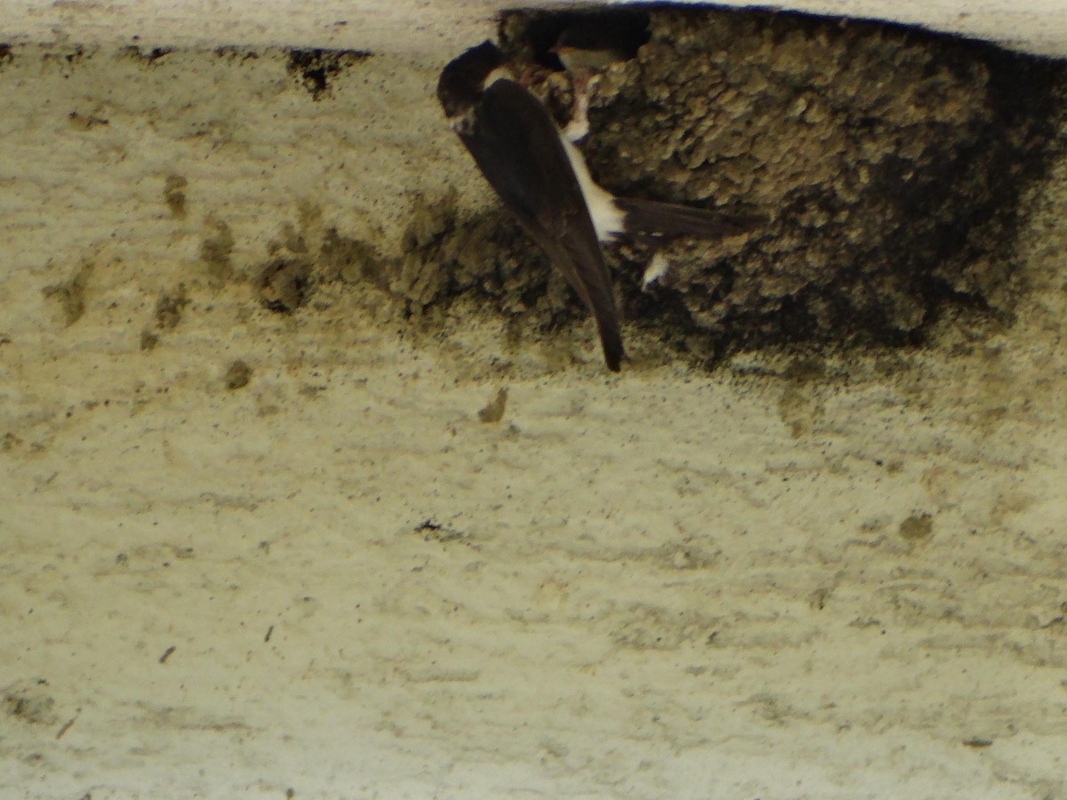Western House-Martin - ML639966060