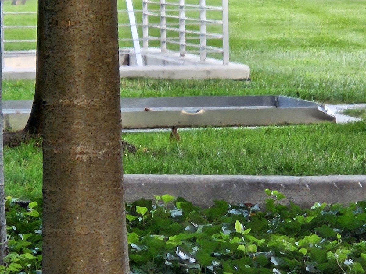 American Robin - ML639966075