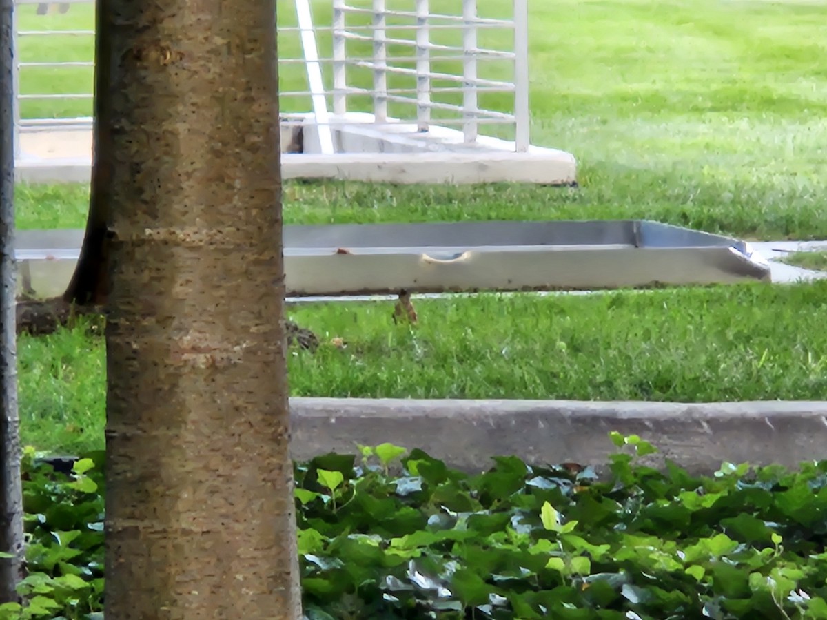 American Robin - ML639966076