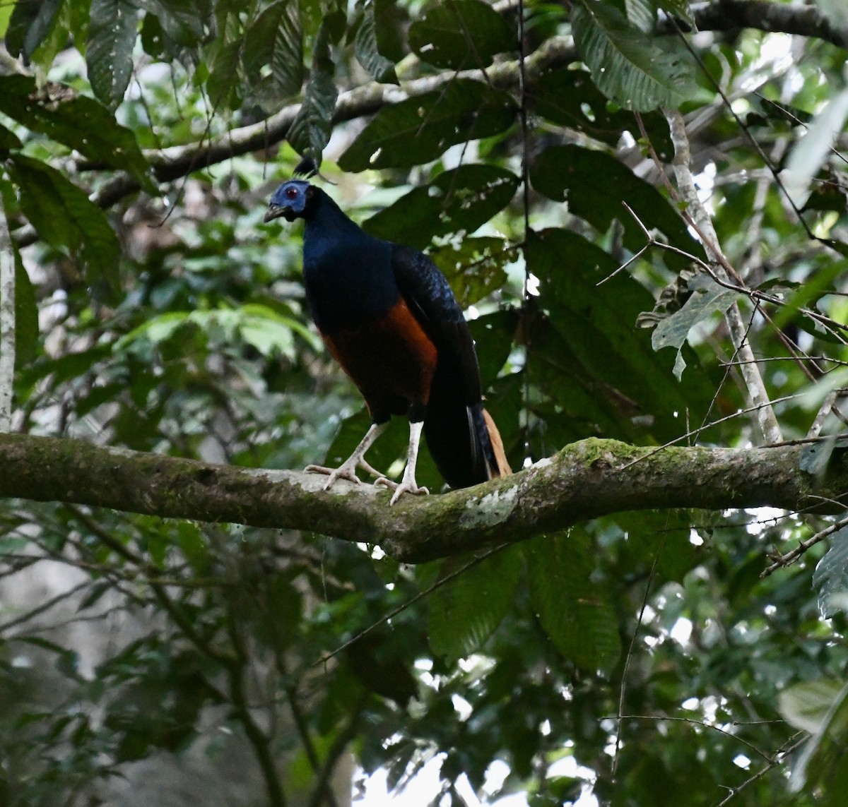 Bornean Crested Fireback - ML639966143