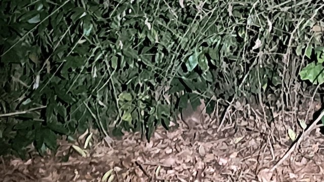 Nine-banded Armadillo - ML639966225