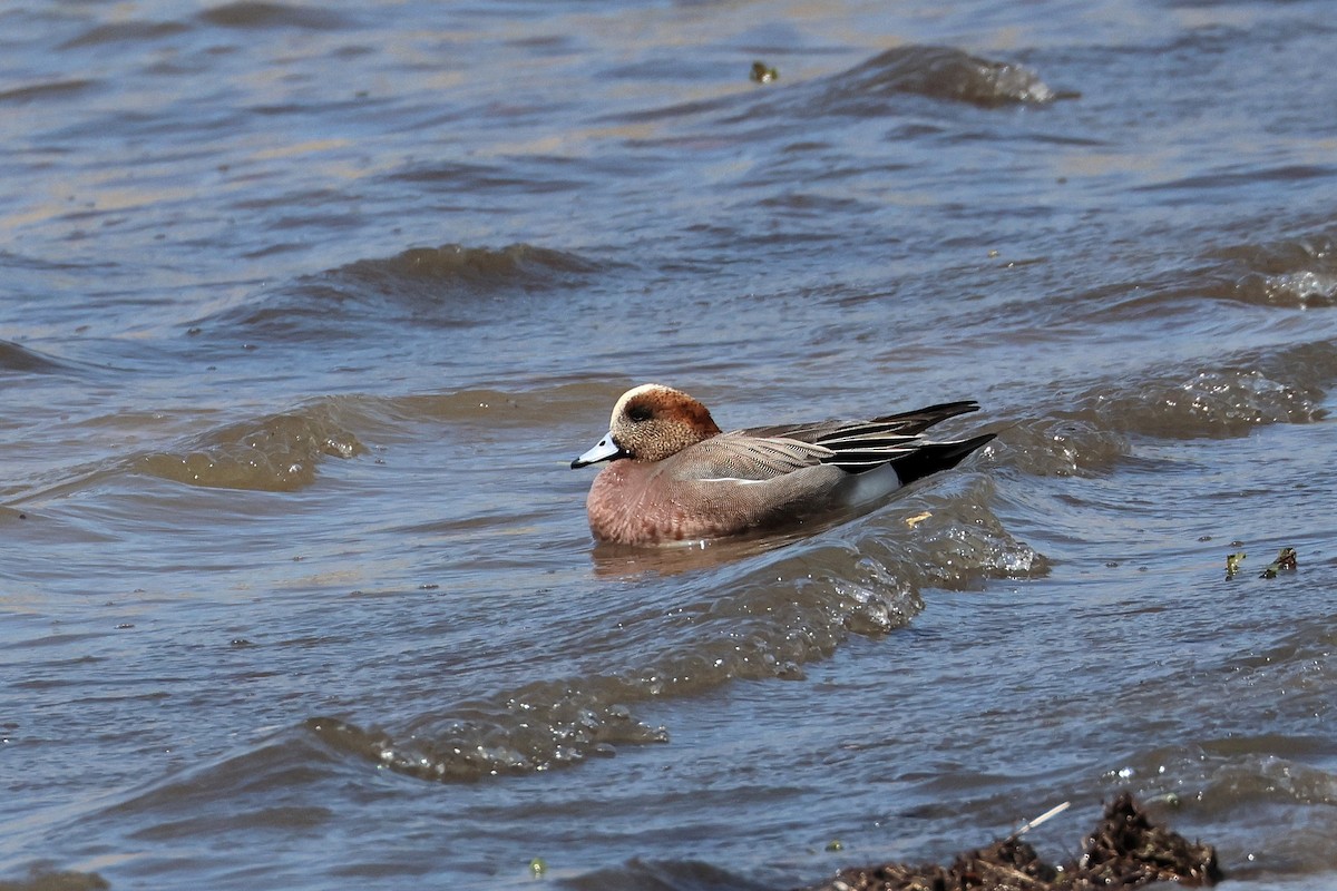 Eurasian x American Wigeon (hybrid) - ML639966231