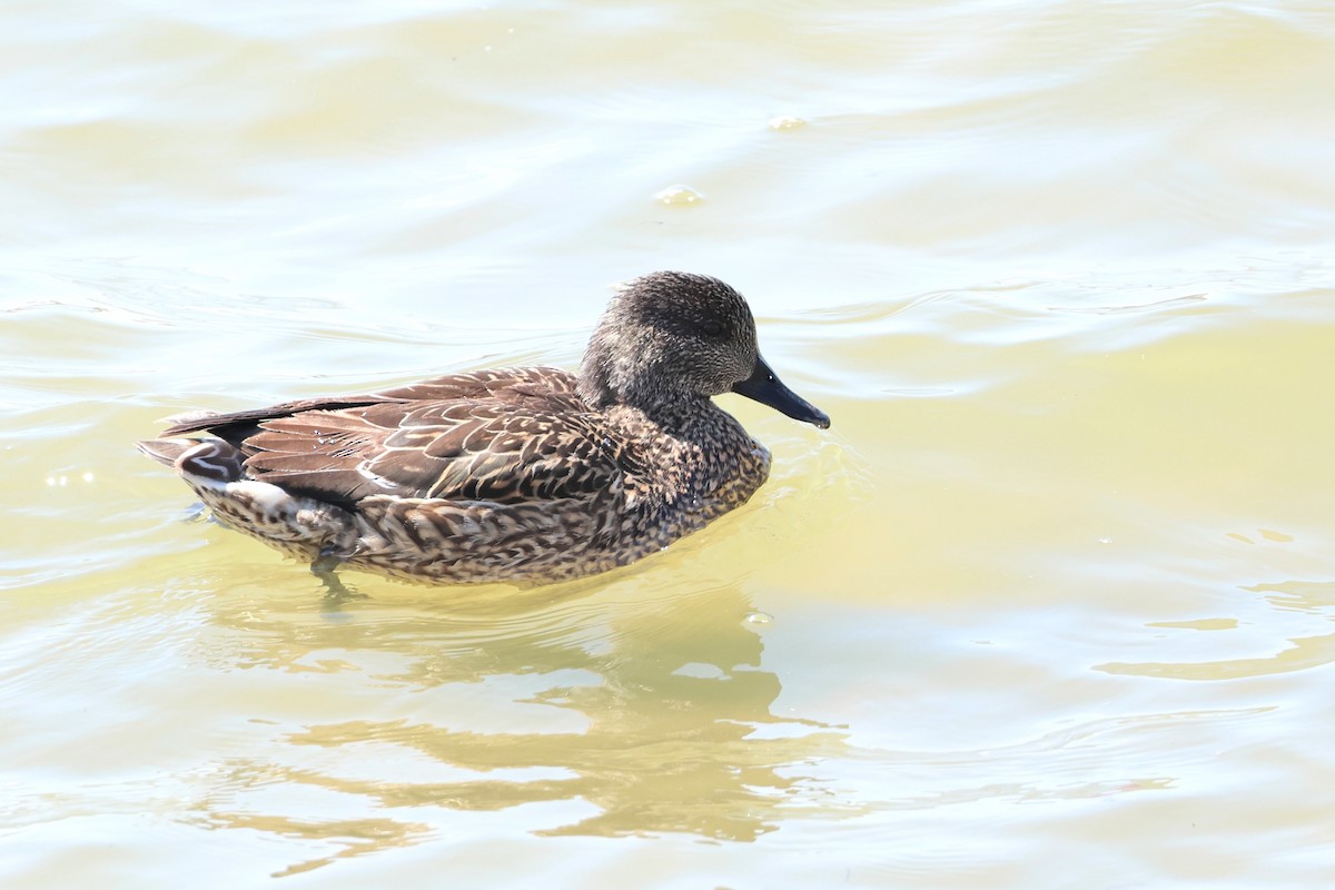 Falcated Duck - ML639966232