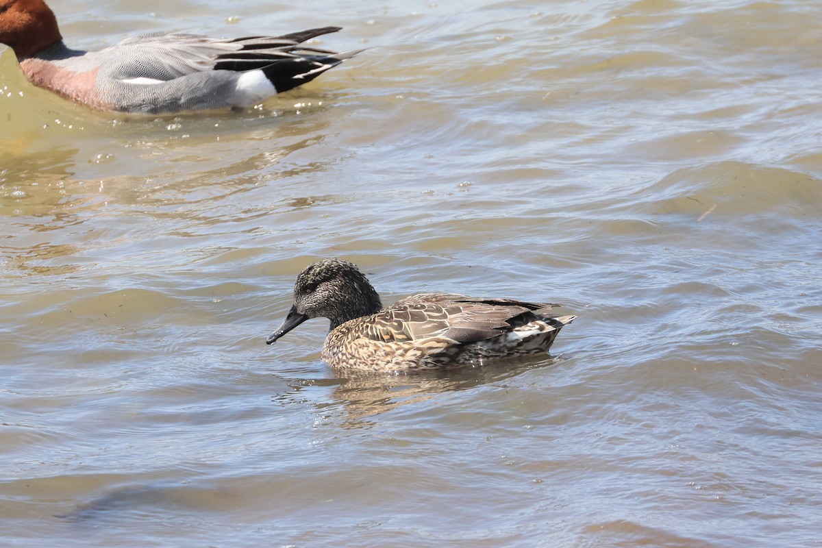 Falcated Duck - ML639966233