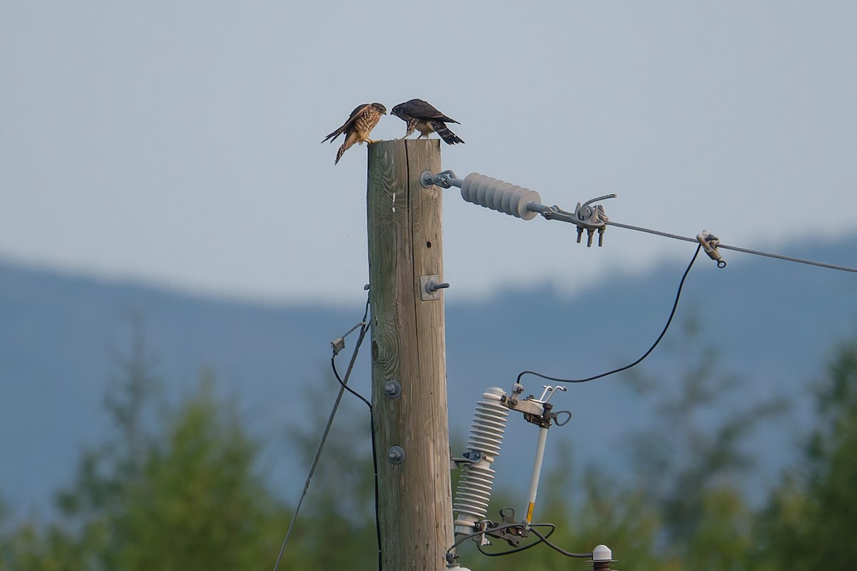 Merlin (Taiga) - ML639966244