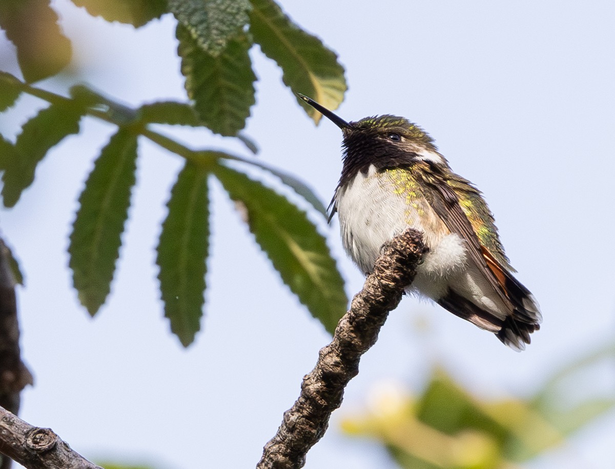 Bumblebee Hummingbird - ML639966291