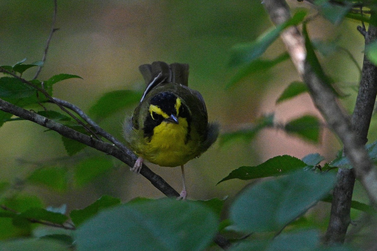 Kentucky Warbler - ML639966315
