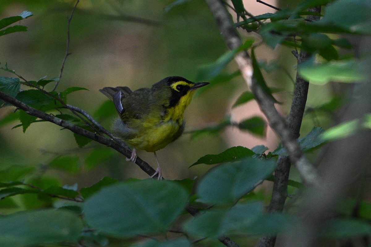 Kentucky Warbler - ML639966316