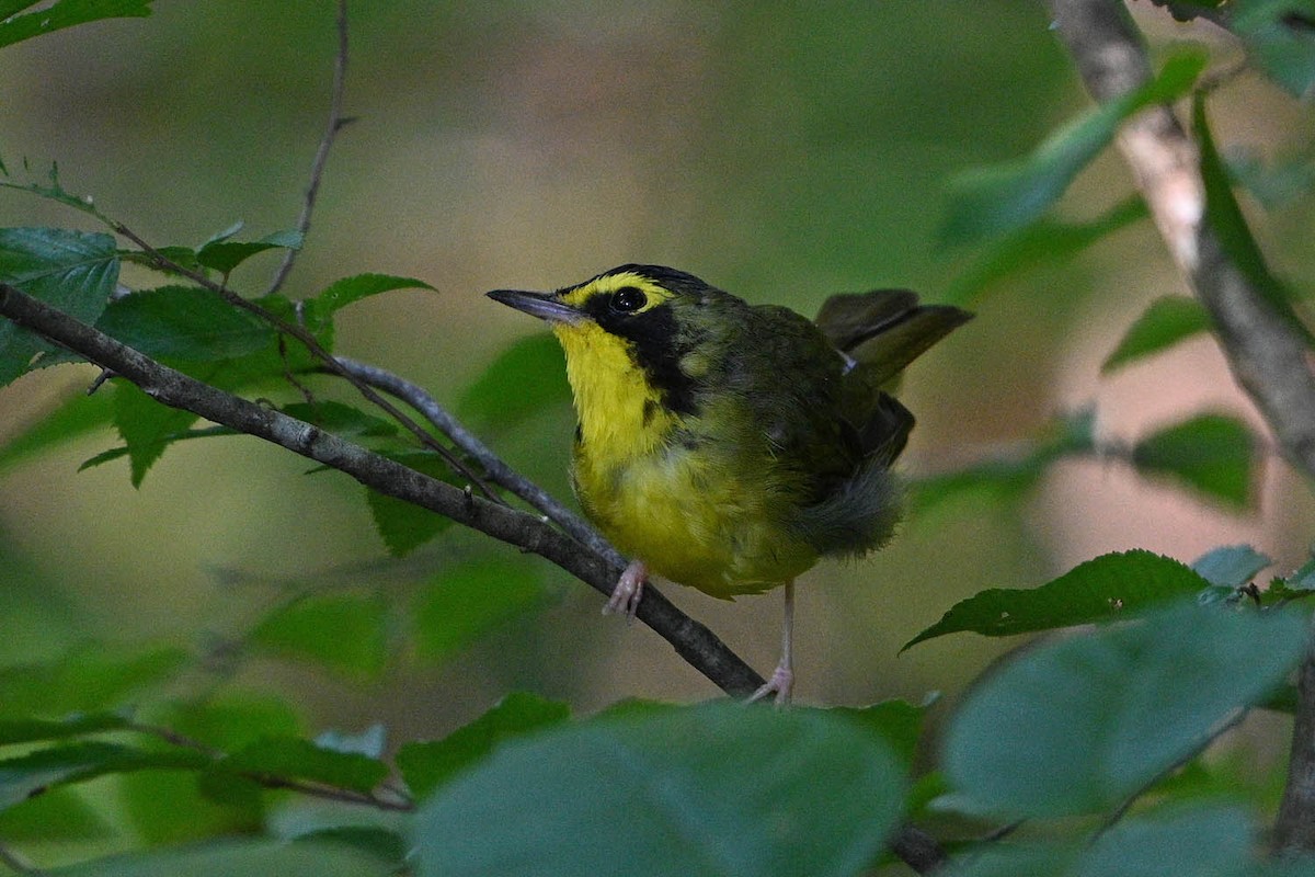 Kentucky Warbler - ML639966317
