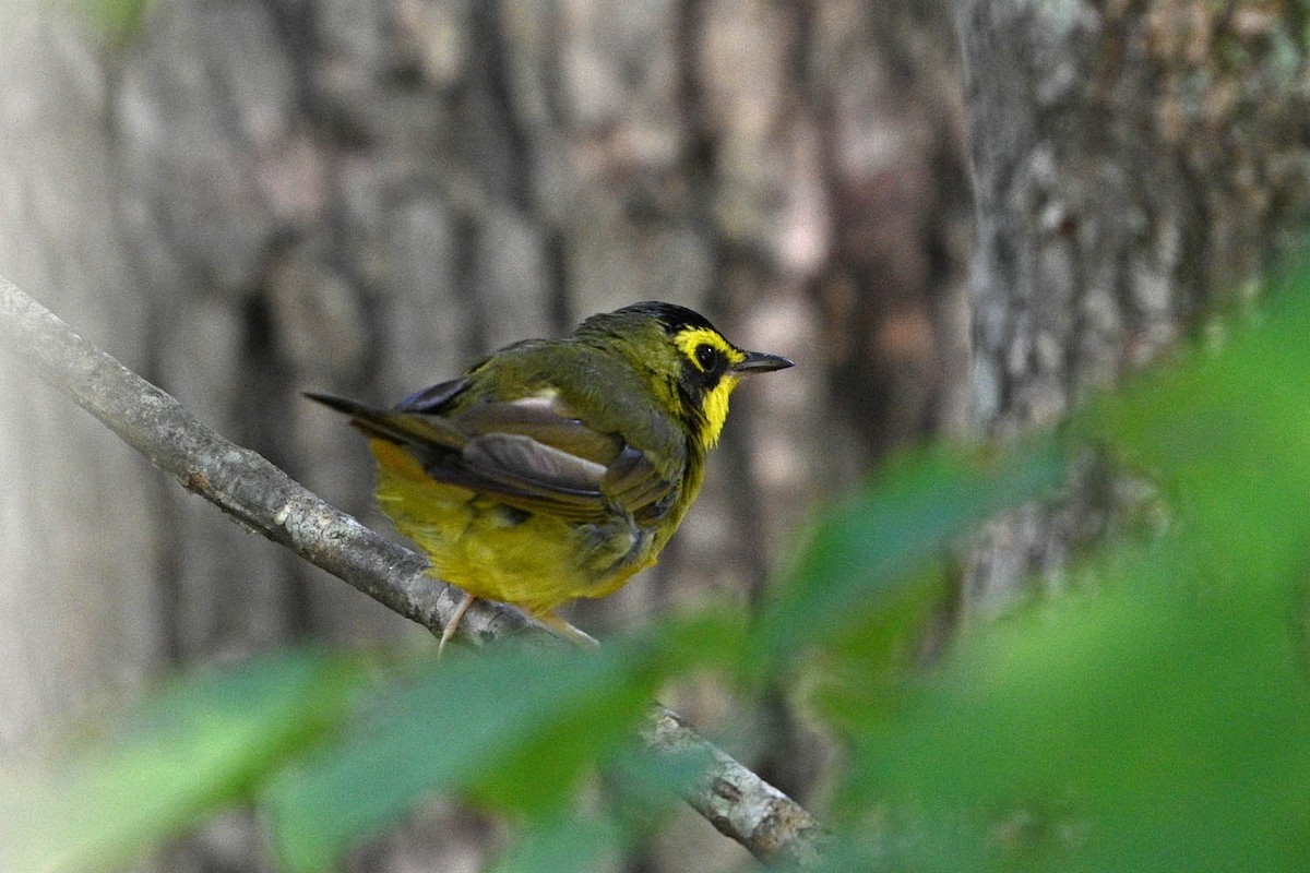 Kentucky Warbler - ML639966318