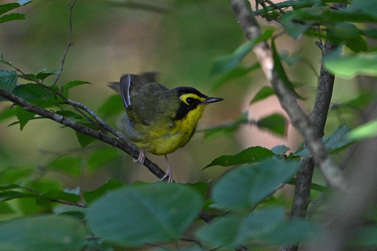 Kentucky Warbler - ML639966319